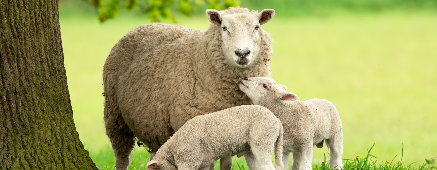 Schapenvoer van topkwaliteit