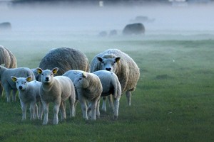 Schapenvoer van topkwaliteit