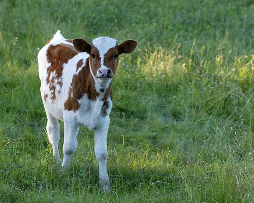 Voeders voor melk- en vleesvee