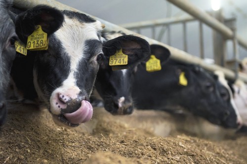 Voeders voor melk- en vleesvee