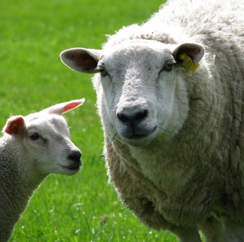 Schapen- en lammerenvoeders zonder toegevoegd koper